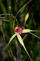 Caladenia orientalis