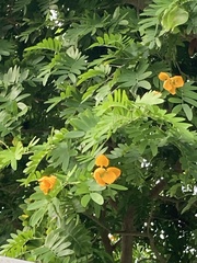 Gonopterodendron arboreum