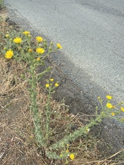 Heterotheca grandiflora