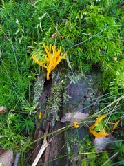 Calocera viscosa