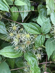 Clematis