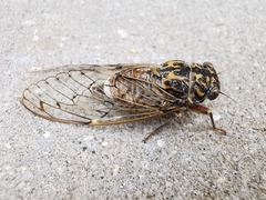 Cicada barbara