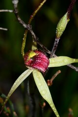Caladenia orientalis