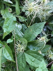 Clematis