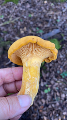 Cantharellus
