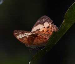 Cupha erymanthis