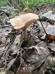 Lactarius quietus