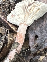 Lactarius quietus