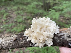 Tremella fuciformis