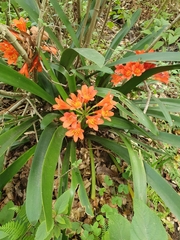 Clivia miniata