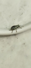 Cyrtepistomus castaneus