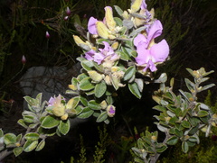 Podalyria hirsuta