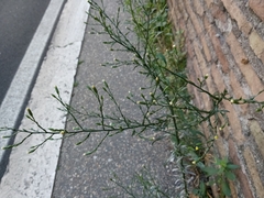 Symphyotrichum subulatum