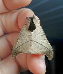 Hylesia scortina
