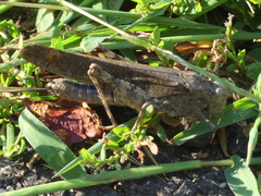 Dissosteira carolina