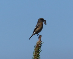 Saxicola torquatus