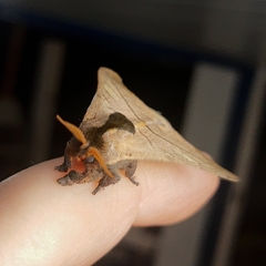 Hylesia scortina