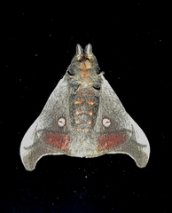 Hylesia scortina
