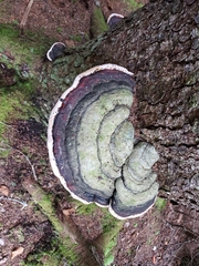 Fomitopsis mounceae