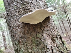 Fomitopsis mounceae