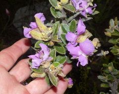Podalyria hirsuta