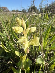 Pterygodium catholicum