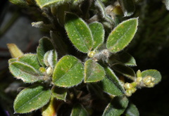 Podalyria hirsuta