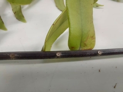 Nephrolepis acutifolia