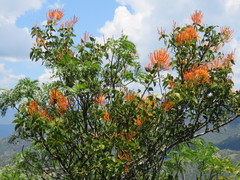 Psittacanthus schiedeanus