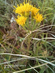 Galatella linosyris