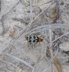 Paranapiacaba tricincta