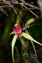 Caladenia orientalis