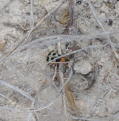 Paranapiacaba tricincta