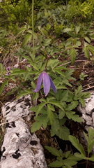 Clematis alpina