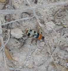 Paranapiacaba tricincta