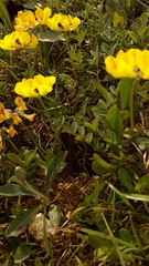 Coronilla coronata