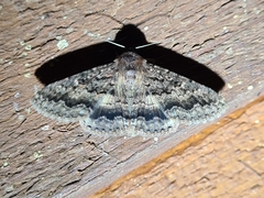 Eudesmeola lawsoni