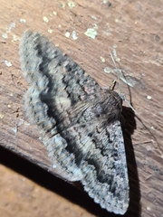 Eudesmeola lawsoni