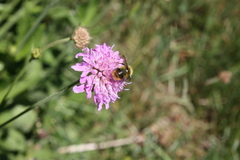 Apinae