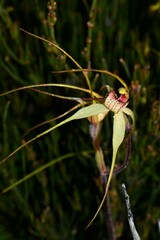 Caladenia orientalis