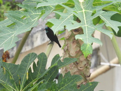 Chalcomitra rubescens