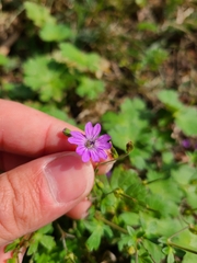 Geranium pyrenaicum