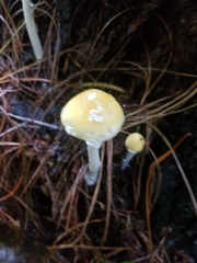 Amanita xylinivolva