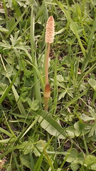 Equisetum arvense