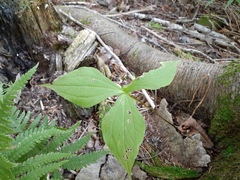 Trillium