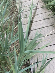 Phragmites australis