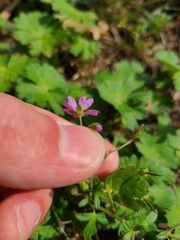 Geranium pyrenaicum