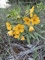 Senna