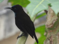 Chalcomitra rubescens