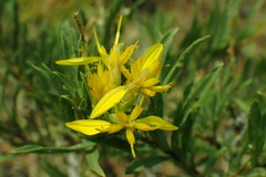 Ericameria suffruticosa